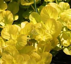 Attēlu rezultāti vaicājumam “Lysimachia nummularia”