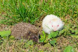 Attēlu rezultāti vaicājumam “Erinaceus roumanicus”