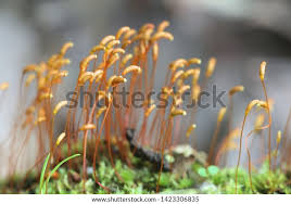 Attēlu rezultāti vaicājumam “Callicladium haldanianum sporophyte”