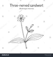 Attēlu rezultāti vaicājumam “Moehringia trinervia bud”