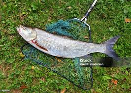 Image result for Aspius aspius