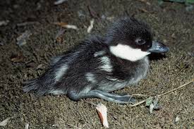 Attēlu rezultāti vaicājumam “Bucephala clangula juvenile”
