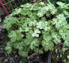 Attēlu rezultāti vaicājumam “Geranium sylvaticum leaf”