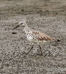Image result for Calidris tenuirostris