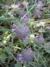 Attēlu rezultāti vaicājumam “Clinopodium vulgare flower”
