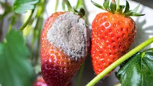 Attēlu rezultāti vaicājumam “Trichia botrytis var. cerifera”