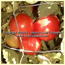 Afbeeldingsresultaat voor earliana tomato