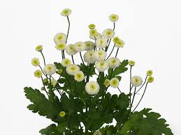 Image result for Chrysanthemum ptarmiciflorum