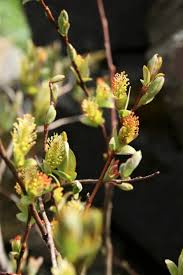 Attēlu rezultāti vaicājumam “Salix myrtilloides”