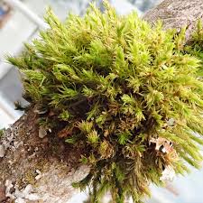 Attēlu rezultāti vaicājumam “Orthotrichum affine var. affine sporophyte”