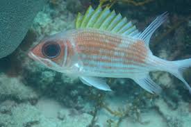 Image result for Holocentrus adscensionis