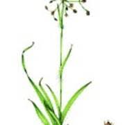 Attēlu rezultāti vaicājumam “Luzula pilosa flower”