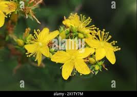 Attēlu rezultāti vaicājumam “Hypericum maculatum flower”
