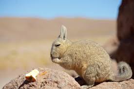 Image result for viscacha