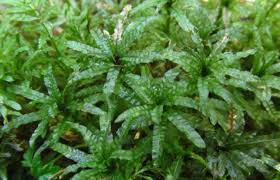 Attēlu rezultāti vaicājumam “Plagiomnium undulatum”