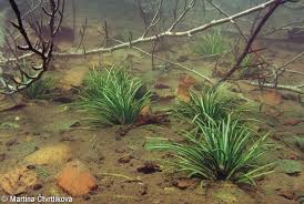 Attēlu rezultāti vaicājumam “Isoetes lacustris leaf”