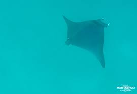 Image result for Mobula thurstoni