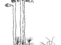 Attēlu rezultāti vaicājumam “Leptobryum pyriforme”