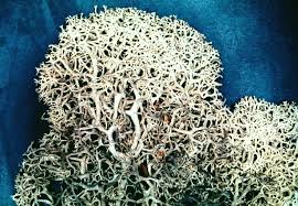 Attēlu rezultāti vaicājumam “Cladonia stellaris”