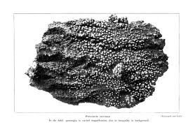 Attēlu rezultāti vaicājumam “Badhamia lilacina sessile”
