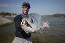 Image result for Albula glossodonta