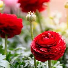 Attēlu rezultāti vaicājumam “Ranunculus elatior flower”