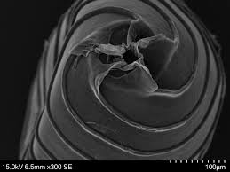 Attēlu rezultāti vaicājumam “Chara hispida”