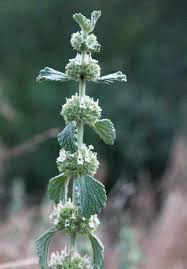 Image result for Marrubium vulgare