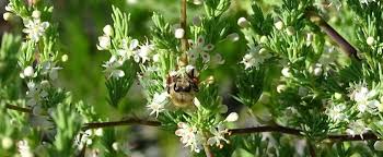 Attēlu rezultāti vaicājumam “Cribraria rubiginosa stalked”