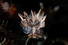 ผลการค้นหารูปภาพสำหรับ Bornella Anguilla