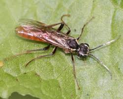 Attēlu rezultāti vaicājumam “Tenthredo scrophulariae exuvia”