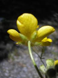 Attēlu rezultāti vaicājumam “Ranunculus lanuginosus bud”