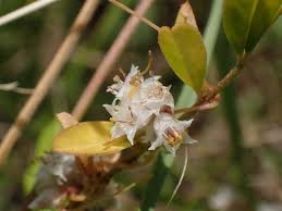 Attēlu rezultāti vaicājumam “Cuscuta epithymum subsp. trifolii flower”