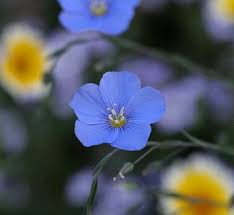 Attēlu rezultāti vaicājumam “Linaceae”