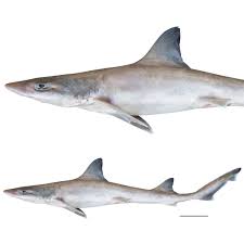 Image result for Mustelus antarcticus