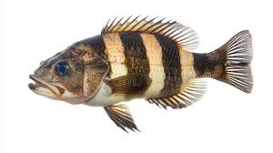 Image result for Archosargus probatocephalus