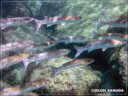 Image result for Chelon ramada