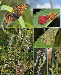 Attēlu rezultāti vaicājumam “Euphydryas maturna underside”