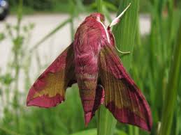 Attēlu rezultāti vaicājumam “Deilephila porcellus”