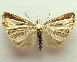 Attēlu rezultāti vaicājumam “Catoptria margaritella”