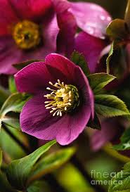 Attēlu rezultāti vaicājumam “Helleborus niger flower”