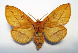 Attēlu rezultāti vaicājumam “Euthrix potatoria”