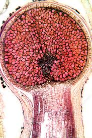 Attēlu rezultāti vaicājumam “sporophyte”