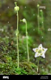 Attēlu rezultāti vaicājumam “Moneses uniflora bud”