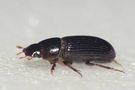 Attēlu rezultāti vaicājumam “Aphodius sp.”