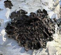 Attēlu rezultāti vaicājumam “Melanohalea olivacea”