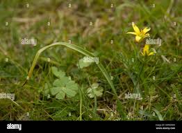 Attēlu rezultāti vaicājumam “Gagea pratensis”