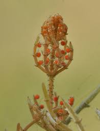Attēlu rezultāti vaicājumam “Chara polyacantha”