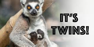 lemur ile ilgili görsel sonucu