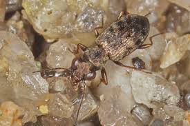 Attēlu rezultāti vaicājumam “Asaphidion pallipes”